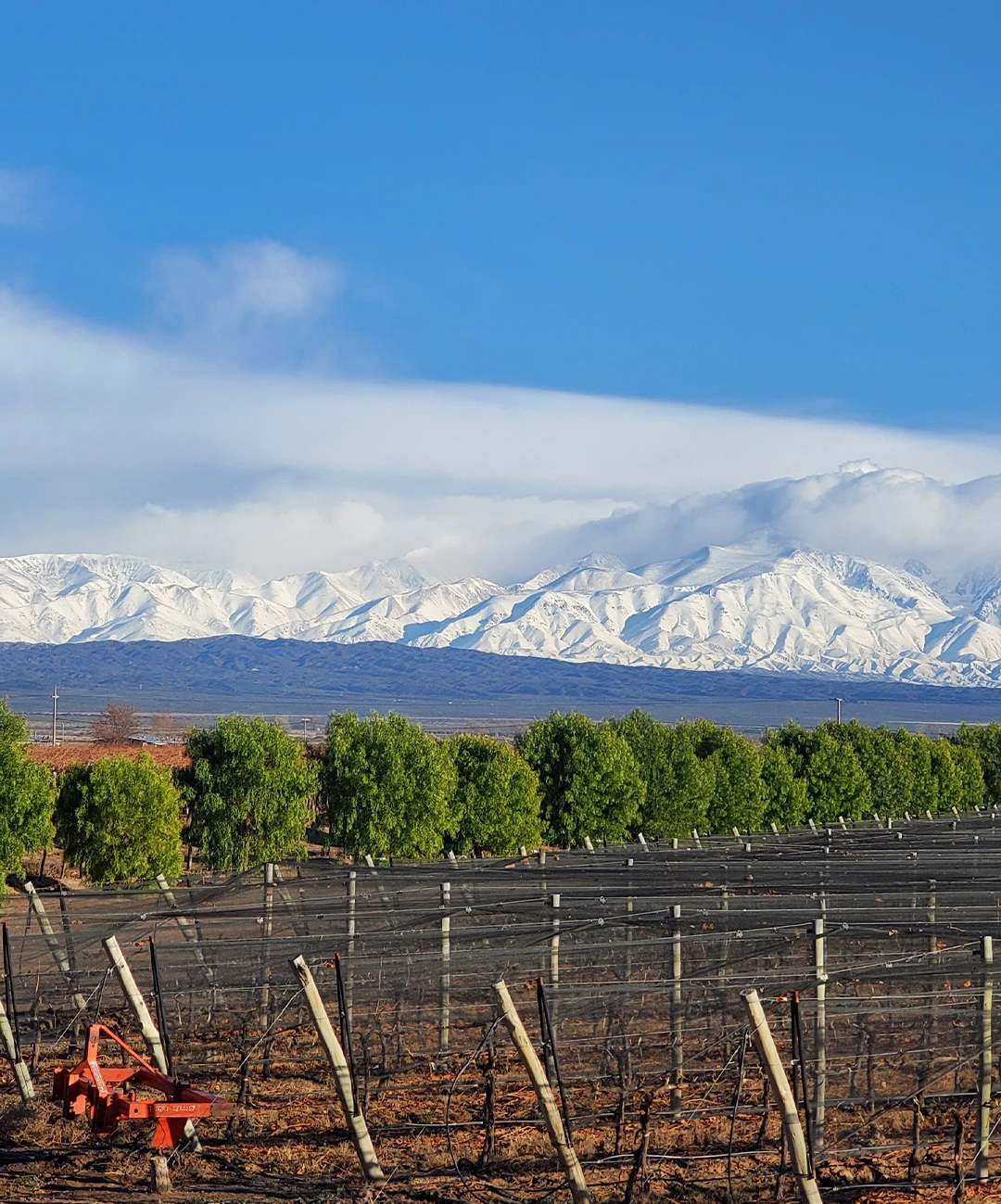 manejo viñedo